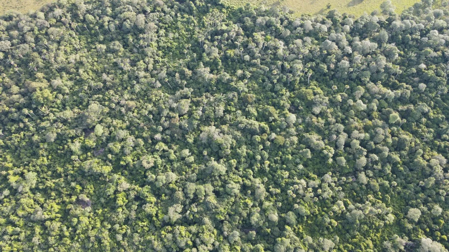 Vista aérea del bosque y los morichales de El Bubuy
