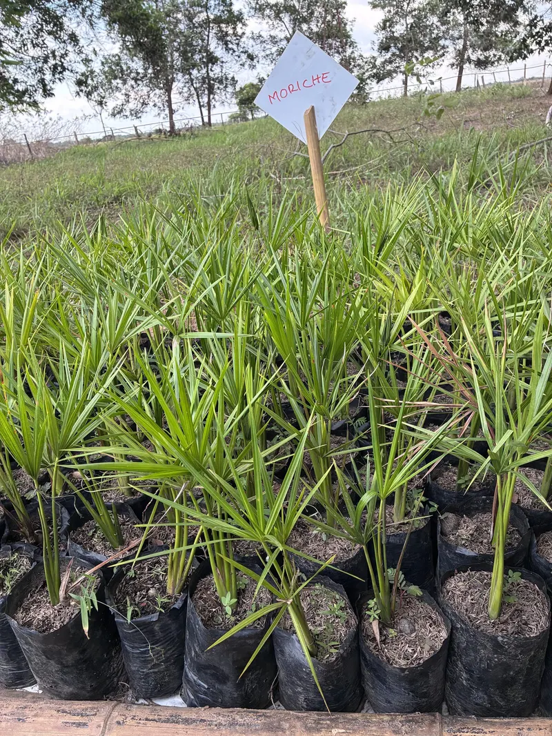Moriches del vivero comunitario